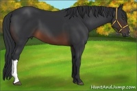 Horse Color:Brown 