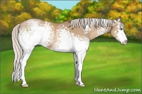 Horse Color:White Spotted Silver Black Pearl Sabino