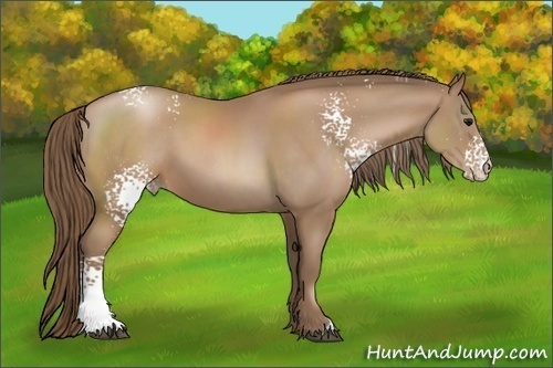 Horse Color:White Spotted Black Pearl Sabino