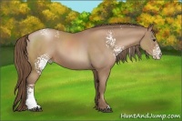Horse Color:White Spotted Black Pearl Sabino 