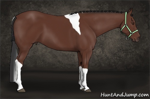 Horse Color:Bay Tobiano 