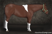 Horse Color:Bay Tobiano 