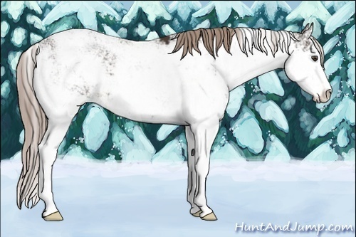 Horse Color:Liver Chestnut Sabino 