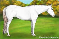 Horse Color:Bay Roan Varnish