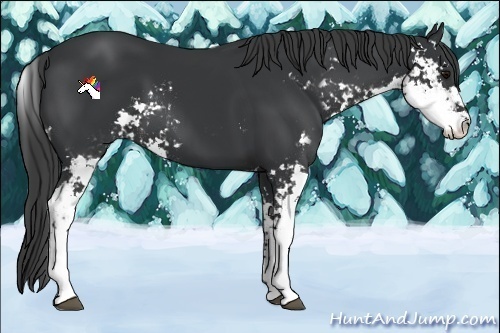Horse Color:Black Sabino 