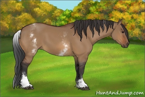 Horse Color:White Spotted Bay Dun 