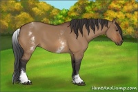 Horse Color:White Spotted Bay Dun