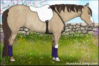 Horse Color:Classic Champagne Dun Rabicano