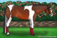 Horse Color:Bay Splash Tobiano Frame 