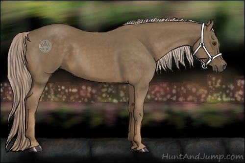 Horse Color:Chocolate Palomino 