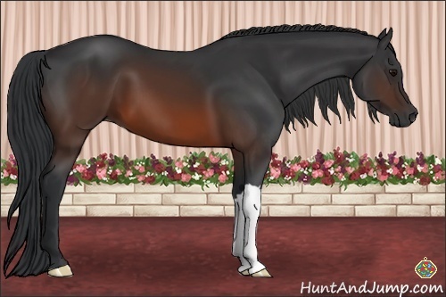 Horse Color:Brown 