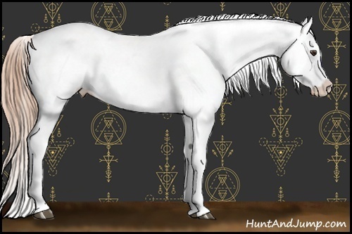 Horse Color:Liver Chestnut Appaloosa 