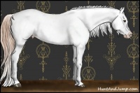 Horse Color:Liver Chestnut Appaloosa 