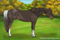 Horse Color:White Spotted Liver Chestnut 