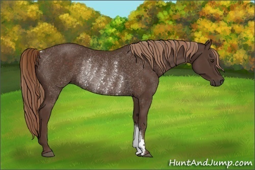 Horse Color:Liver Chestnut Rabicano 