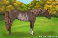 Horse Color:Liver Chestnut Rabicano 