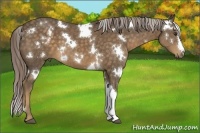 Horse Color:White Spotted Chocolate Palomino