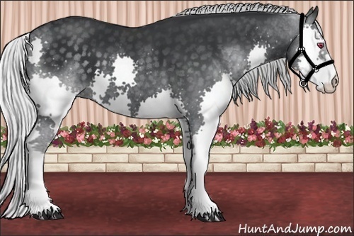 Horse Color:Silver Black Chinchilla Splash 