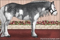 Horse Color:Silver Black Chinchilla Splash