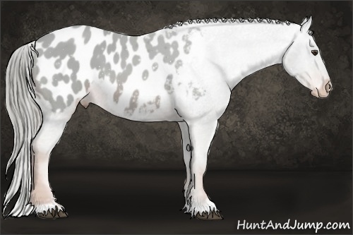 Horse Color:Watercolor Chestnut Appaloosa 