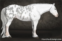 Horse Color:Watercolor Chestnut Appaloosa