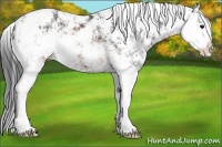 Horse Color:Brown Sabino 