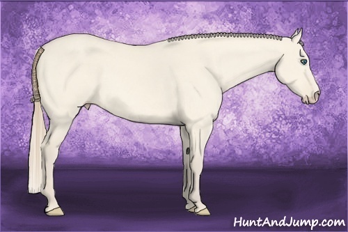 Horse Color:Perlino Dun