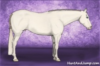 Horse Color:Perlino Dun