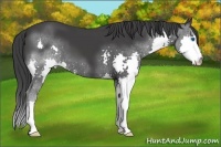 Horse Color:Black Splash
