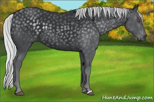 Horse Color:Silver Black Chinchilla