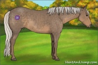 Horse Color:Silver Smoky Blue Roan 
