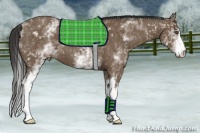 Horse Color:White Spotted Buckskin