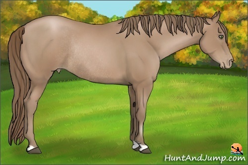 Horse Color:Black Pearl Rabicano 