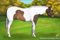 Horse Color:Brown Tobiano 