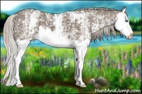 Horse Color:White Spotted Silver Grullo Splash