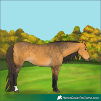 Horse Color:Buckskin 