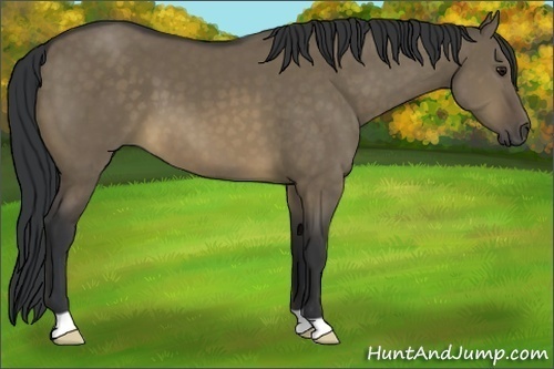 Horse Color:Buckskin Dun 