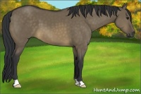 Horse Color:Buckskin Dun 