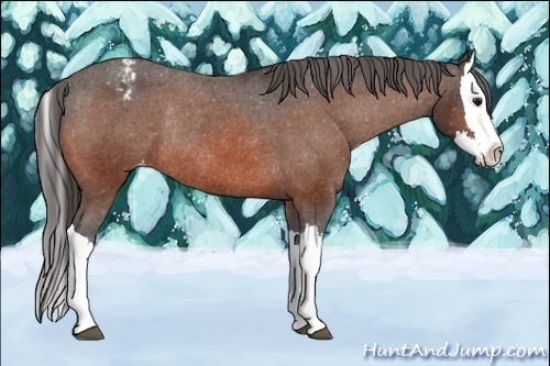 Horse Color:Bay Splash Varnish Rabicano 