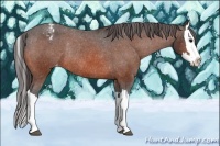 Horse Color:Bay Splash Varnish Rabicano