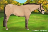 Horse Color:Amber Champagne Splash 