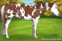 Horse Color:White Spotted Chestnut Splash 