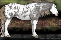 Horse Color:Liver Red Roan Sabino Splash Near Leopard 