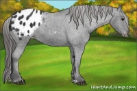 Horse Color:Black Appaloosa