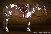 Horse Color:White Spotted Liver Chestnut
