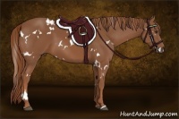 Horse Color:White Spotted Chestnut 