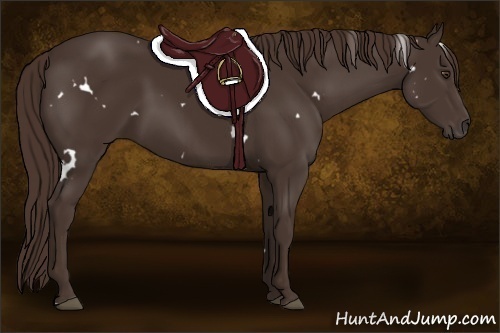 Horse Color:White Spotted Liver Chestnut 