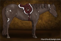 Horse Color:White Spotted Liver Chestnut 