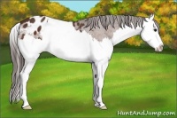 Horse Color:Bay Splash Appaloosa 