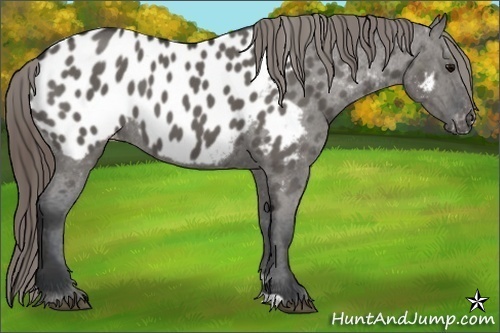 Horse Color:Grullo Appaloosa 